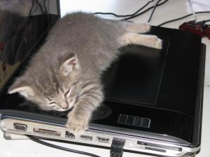 grey kitty on laptop
