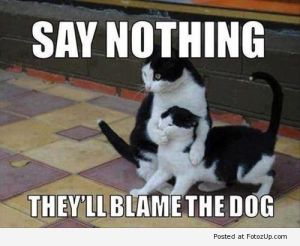 funny-cats-013