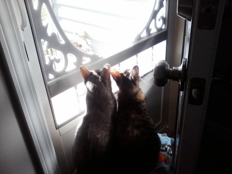 cats at the door