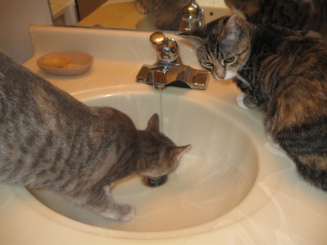 cats in bathroom sink