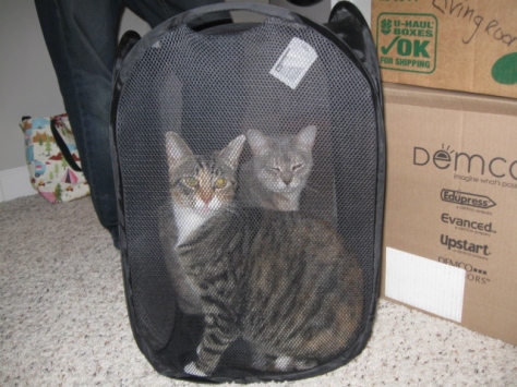 cats in laundry tote